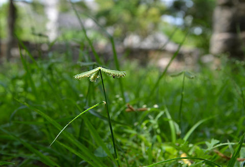 Egyptian crowfoot grass - Dactyloctenium aegyptium Ruins of Chichen Itza. Dactyloctenium aegyptium,Geotagged,Mexico,Summer