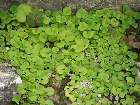 Dichondra micrantha Ruins of Chichen Itza. Dichondra micrantha,Geotagged,Kidneyweed,Mexico,Summer