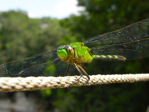 Great pondhawk - Erythemis vesiculosa Ruins of Chichen Itza. Erythemis vesiculosa,Geotagged,Great Pondhawk,Mexico,Summer