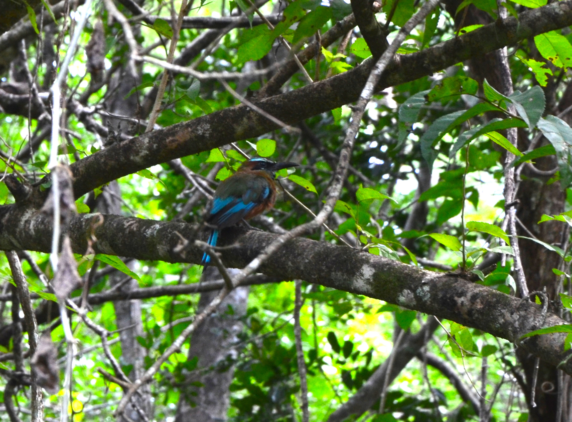 Eumomota superciliosa Forest near Balankanche caves. Eumomota superciliosa,Geotagged,Mexico,Summer,Turquoise-browed motmot