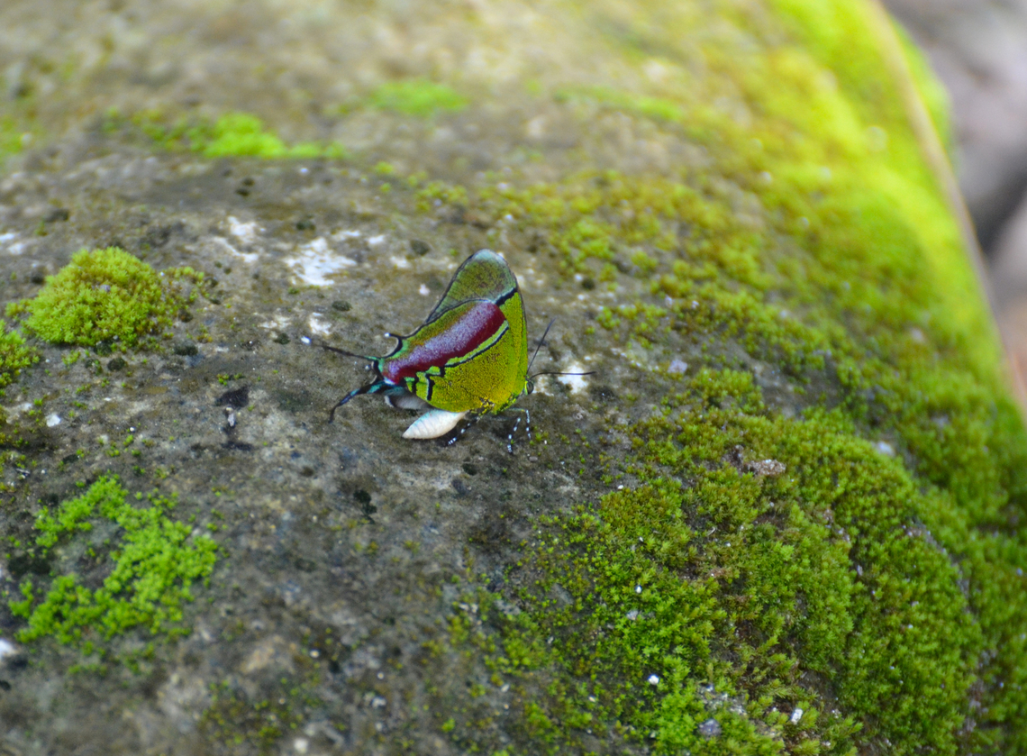 Regal Hairstreak - Evenus regalis Near Caves of Balankanche.  Evenus regalis,Geotagged,Mexico,Regal Hairstreak,Summer