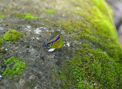 Regal Hairstreak - Evenus regalis Near Caves of Balankanche.  Evenus regalis,Geotagged,Mexico,Regal Hairstreak,Summer