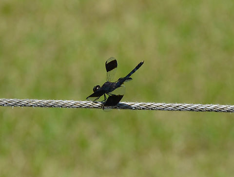 Erythrodiplax umbrata male Ruins of Chichen Itza.
https://www.backyardnature.net/mexnat/dragonlt.htm
https://commons.wikimedia.org/wiki/File:Band-winged_Dragonlet_(Erythrodiplax_umbrata)_male.jpg
https://www.researchgate.net/publication/352140947_Checklist_and_contribution_to_the_knowledge_of_the_odonatofauna_of_Paraiba_state_Brazil/figures Band-winged dragonlet,Erythrodiplax umbrata,Geotagged,Mexico,Summer