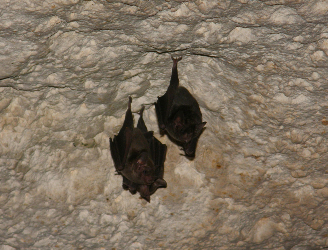 Pallas's long-tongued bat - Glossophaga soricina Caves of Balankanche.<br />
Also see page 13 here for evdience of presence of this sp in these caves:<br />
<a href="https://digitalcommons.unl.edu/cgi/viewcontent.cgi?article=1238&amp;context=museummammalogy" rel="nofollow">https://digitalcommons.unl.edu/cgi/viewcontent.cgi?article=1238&amp;context=museummammalogy</a> Geotagged,Glossophaga soricina,Mexico,Pallass Long-Tongued Bat,Summer