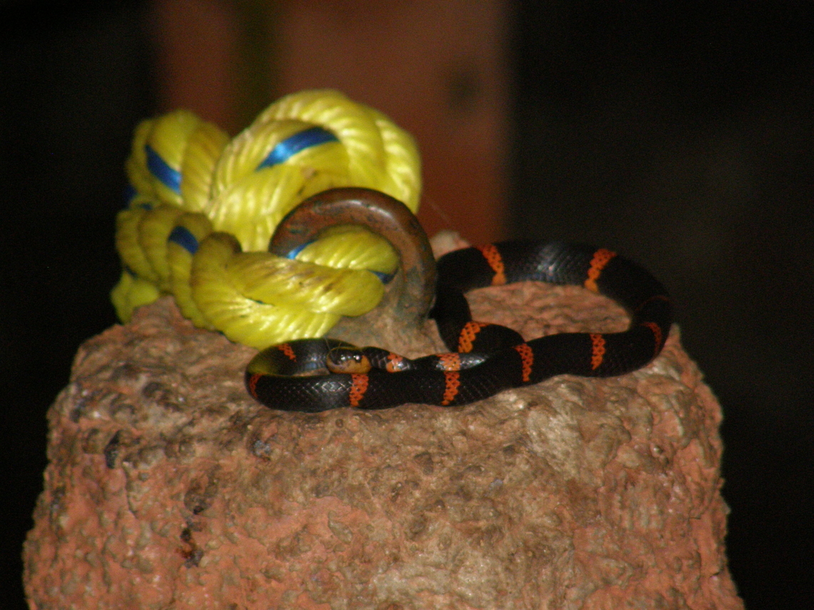 Cope's false coral snake - Pliocercus euryzonus/Urotheca euryzona Caves of Balankanche. Geotagged,Mexico,Pliocercus euryzonus,Summer