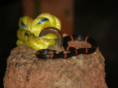 Cope's false coral snake - Pliocercus euryzonus/Urotheca euryzona Caves of Balankanche. Geotagged,Mexico,Pliocercus euryzonus,Summer