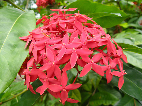 Ixora coccinea Garden in our hotel, near Cenote Ik Kil. Geotagged,Ixora coccinea,Jungle Flame,Mexico,Summer