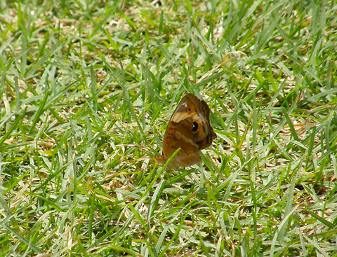 West Indian buckeye - Junonia evarete Ruins of Chichen Itza. Geotagged,Junonia evarete,Mexico,Summer,West Indian buckeye