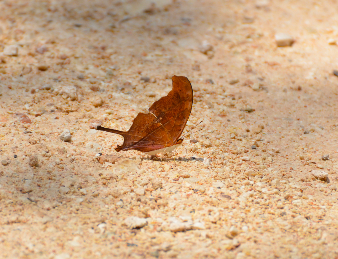 Ruddy daggerwing - Marpesia petreus Near caves of Balankanche. Geotagged,Marpesia petreus,Mexico,Ruddy daggerwing,Summer