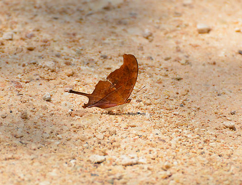 Ruddy daggerwing - Marpesia petreus Near caves of Balankanche. Geotagged,Marpesia petreus,Mexico,Ruddy daggerwing,Summer