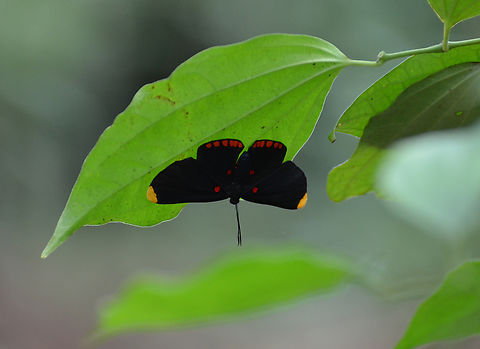 Red-bordered pixie - Melanis pixe Near the caves of Balankanche. Geotagged,Melanis pixe,Mexico,Red-bordered pixie,Summer