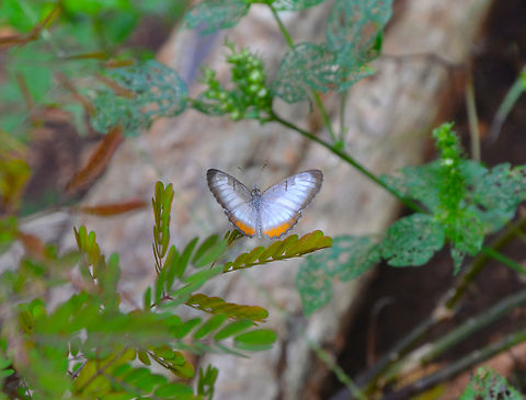 Mestra amymone Ruins of Chichen Itza. Common Mestra,Geotagged,Mestra (butterfly),Mestra amymone,Mestra dorcas,Mexico,Summer