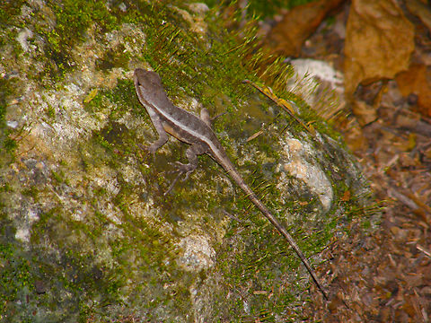 Yellow-spotted spiny lizard - Sceloporus chrysostictus Near caves of Balankanche. Geotagged,Mexico,Sceloporus chrysostictus,Summer,Yellow-spotted spiny lizard