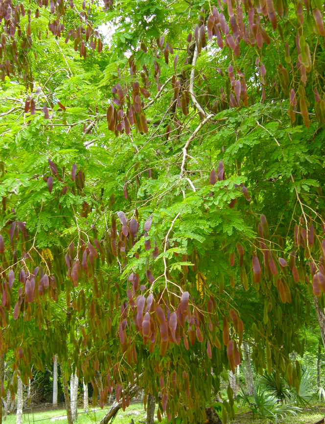 Senegalia gaumeri Ruins of Chichen Itza. Geotagged,Mexico,Senegalia gaumeri,Summer