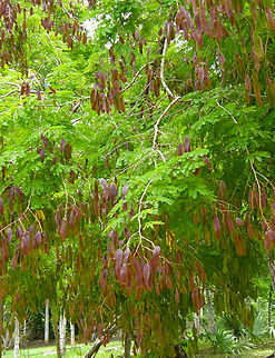 Senegalia gaumeri Ruins of Chichen Itza. Geotagged,Mexico,Senegalia gaumeri,Summer