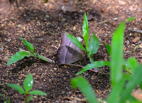 Rufous-margined Satyr - Taygetis rufomarginata Near caves of Balankanche. Geotagged,Mexico,Rufous-margined Satyr,Summer,Taygetis rufomarginata