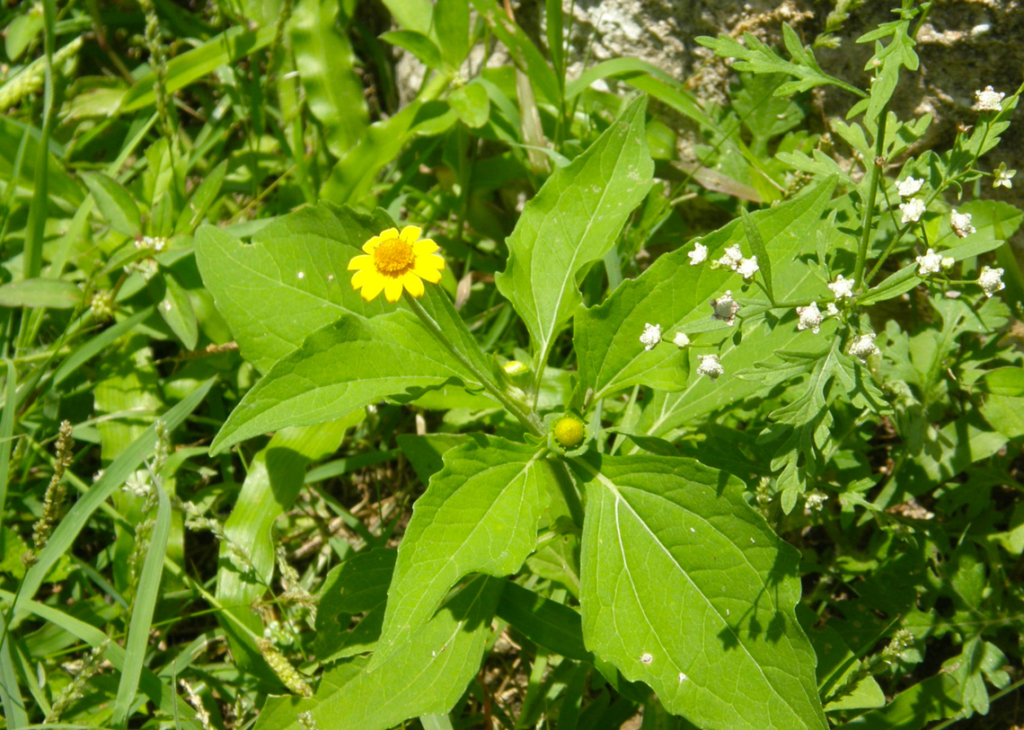 Gold medallion - Melampodium divaricatum Ruins of Chichen Itza. Geotagged,Gold Medallion,Melampodium divaricatum,Mexico,Summer