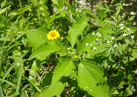 Gold medallion - Melampodium divaricatum Ruins of Chichen Itza. Geotagged,Gold Medallion,Melampodium divaricatum,Mexico,Summer