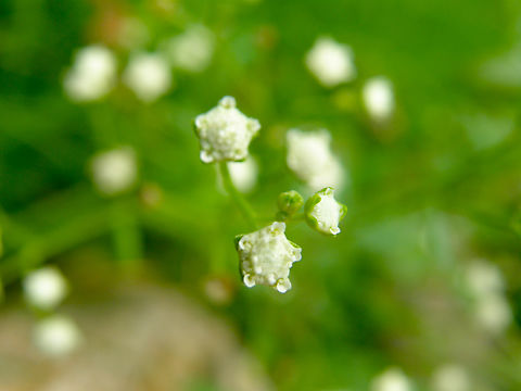 Parthenium hysterophorus Ruins of Chichen Itza  Geotagged,Mexico,Parthenium hysterophorus,Summer