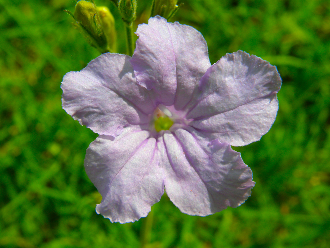 Ruellia nudiflora Ruins of Chichen Itza.<br />
<br />
<a href="https://www.researchgate.net/publication/277338495_Genetic_diversity_outcrossing_rate_and_demographic_history_along_a_climatic_gradient_in_the_ruderal_plant_Ruellia_nudiflora_Acanthaceae" rel="nofollow">https://www.researchgate.net/publication/277338495_Genetic_diversity_outcrossing_rate_and_demographic_history_along_a_climatic_gradient_in_the_ruderal_plant_Ruellia_nudiflora_Acanthaceae</a> Geotagged,Mexico,Ruellia nudiflora,Summer