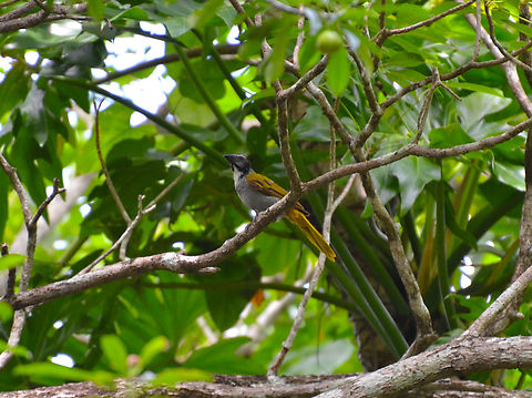 Black-headed saltator - Saltator atriceps Near the Caves of Balankanche. Black-headed saltator,Geotagged,Mexico,Saltator atriceps,Summer