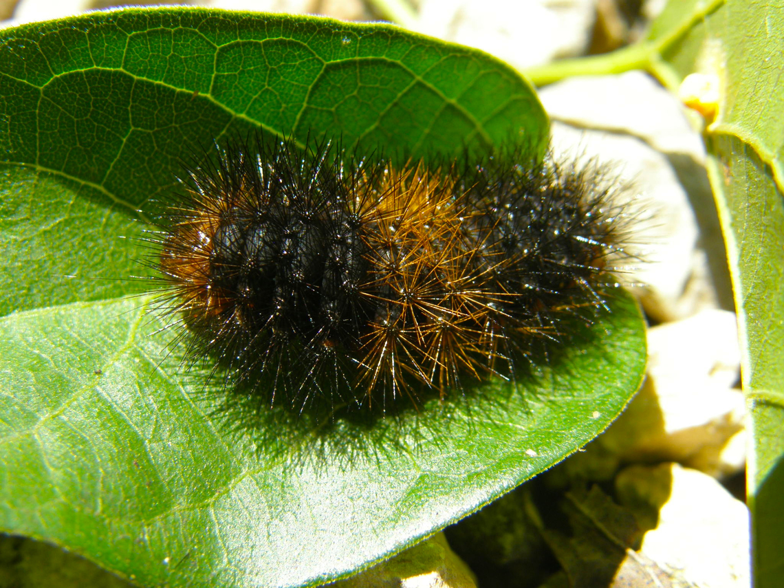 Banded woolly bear - Pyrrharctia isabella Near caves of Balankanche. Banded woolly bear,Geotagged,Mexico,Pyrrharctia isabella,Summer