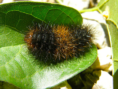 Banded woolly bear - Pyrrharctia isabella Near caves of Balankanche. Banded woolly bear,Geotagged,Mexico,Pyrrharctia isabella,Summer