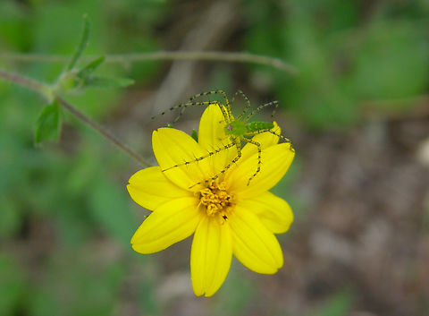 Green lynx spider - Peucetia viridans Near caves of Balankanche.  Geotagged,Green lynx spider,Mexico,Peucetia viridans,Summer