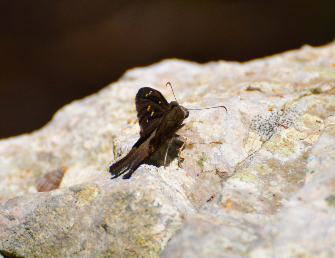 Lilac-banded longtail - Urbanus/Thorybes dorantes Near Caves of Balankanche. Geotagged,Mexico,Summer,Urbanus dorantes
