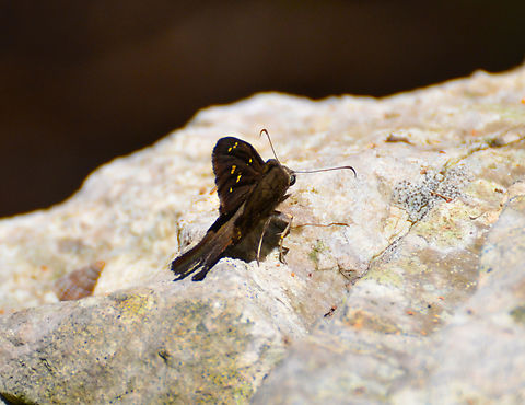 Lilac-banded longtail - Urbanus/Thorybes dorantes Near Caves of Balankanche. Geotagged,Mexico,Summer,Urbanus dorantes