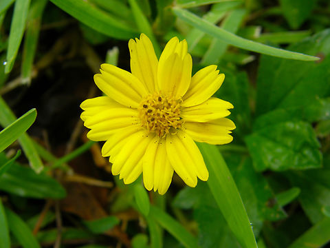 Trailing Daisy - Sphagneticola trilobata Near Chcihen Iza. Geotagged,Mexico,Sphagneticola trilobata,Summer,Trailing Daisy