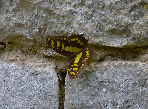 Malachite - Siproeta stelenes Ruins of Chichen Itza. Geotagged,Malachite,Mexico,Siproeta stelenes,Summer