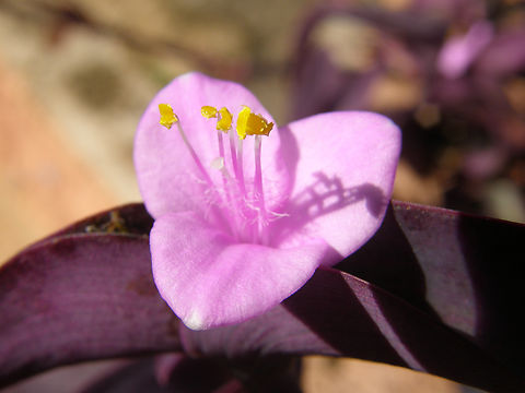 Purple Heart - Tradescantia pallida Garden in our hotel, near Cenote Ik Kil.  Geotagged,Mexico,Purple Heart,Summer,Tradescantia pallida