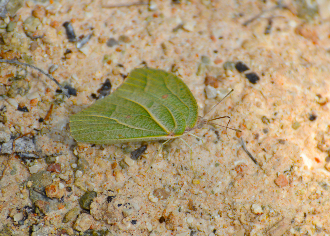 White angled-sulphur - Anteos clorinde This butterfly has a pretty white color with yellow patterns when it opens its wings but unfortunately we could not make any well focused picture of it.<br />
Seen in the Ruins of Chichen Itza. Anteos clorinde,Geotagged,Mexico,Summer,White angled-sulphur