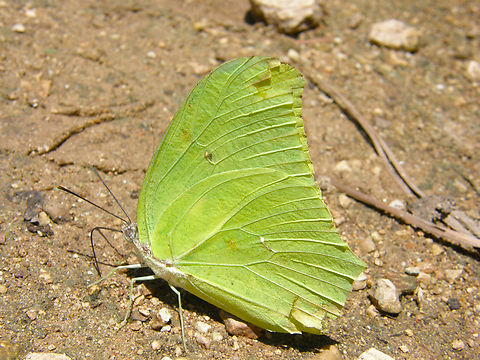 Angled sulphur - Anteos maerula As a difference from A. clorinde its wings are also yellow green inside and with a different pattern. 
Ruins of Chichen Itza. Anteos maerula,Geotagged,Mexico,Summer,Yellow angled-sulphur