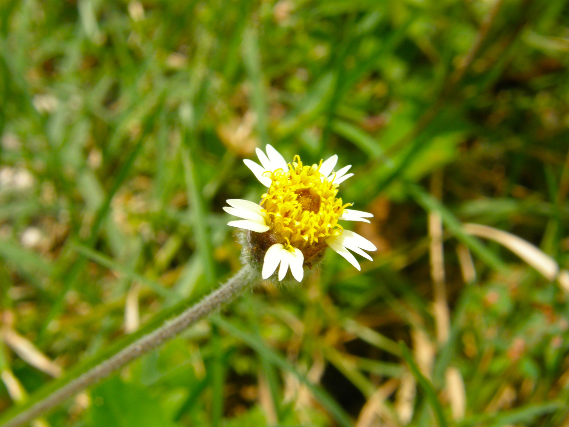 Coatbuttons - Tridax procumbens Ruins of Chichen Itza. Coatbuttons,Geotagged,Mexico,Summer,Tridax procumbens