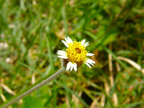 Coatbuttons - Tridax procumbens Ruins of Chichen Itza. Coatbuttons,Geotagged,Mexico,Summer,Tridax procumbens