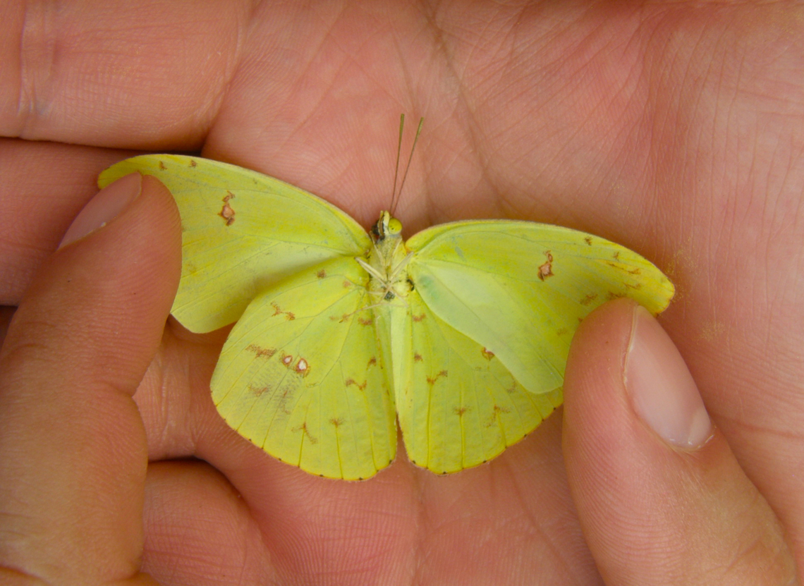 Cloudless sulphur - Phoebis sennae Found deceased, in ruins of Chichen Itza. The other part of the wings was totally yellow. Cloudless sulphur,Geotagged,Mexico,Phoebis sennae,Summer