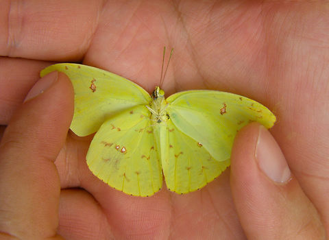 Cloudless sulphur - Phoebis sennae Found deceased, in ruins of Chichen Itza. The other part of the wings was totally yellow. Cloudless sulphur,Geotagged,Mexico,Phoebis sennae,Summer
