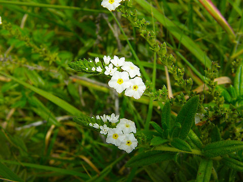 Seaside heliotrope - Heliotropium curassavicum Near caves of Balankanche. Geotagged,Heliotropium curassavicum,Mexico,Seaside heliotrope,Summer