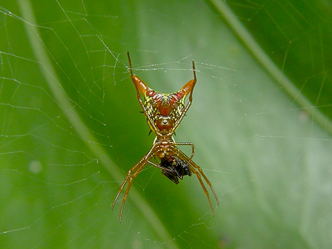Arrow-shaped Orbweaver - Micrathena sagittata Is not a very good quality picture but I post it because the spider looked like an odd mayan God!<br />
Near caves of Balankanche. Arrow-shaped Orbweaver,Geotagged,Mexico,Micrathena sagittata,Summer
