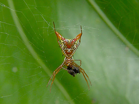 Arrow-shaped Orbweaver - Micrathena sagittata Is not a very good quality picture but I post it because the spider looked like an odd mayan God!
Near caves of Balankanche. Arrow-shaped Orbweaver,Geotagged,Mexico,Micrathena sagittata,Summer