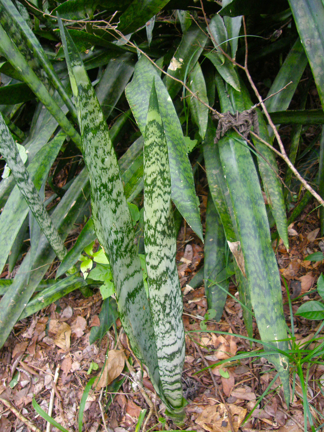 Mother-in-law's Tong - Dracaena/Sansevieria thyrsiflora Near caves of Balankanche. Dracaena thyrsiflora,Geotagged,Mexico,Mother-in-law's Tong,Summer
