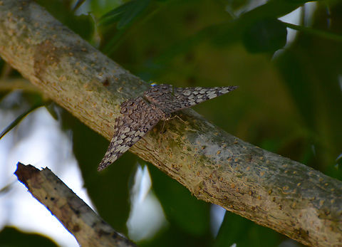 Gray Cracker - Hamadryas februa Garden in our hotel, near Cenote Ik Kil.  Geotagged,Gray Cracker,Hamadryas februa,Mexico,Summer