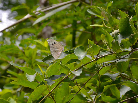 Giant white - Ganyra josephina Near caves of Balankanche.  Ganyra josephina,Geotagged,Giant white,Mexico,Summer