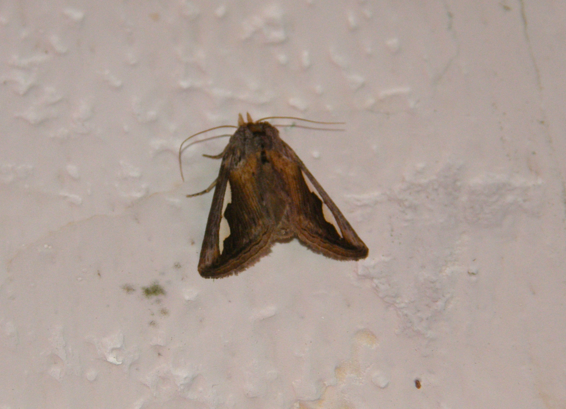 Silvered prominent moth - Didugua argentilinea Just outside of our cabin in our hotel, near Cenote Ik Kil, at night :-)<br />
<a href="https://www.naturalista.mx/taxa/218431-Didugua-argentilinea" rel="nofollow">https://www.naturalista.mx/taxa/218431-Didugua-argentilinea</a> Didugua,Didugua argentilinea,Geotagged,Mexico,Summer