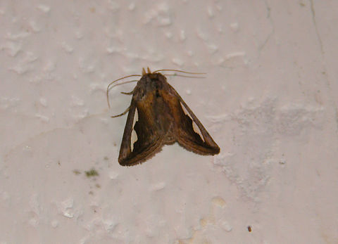 Silvered prominent moth - Didugua argentilinea Just outside of our cabin in our hotel, near Cenote Ik Kil, at night :-)
https://www.naturalista.mx/taxa/218431-Didugua-argentilinea Didugua,Didugua argentilinea,Geotagged,Mexico,Summer
