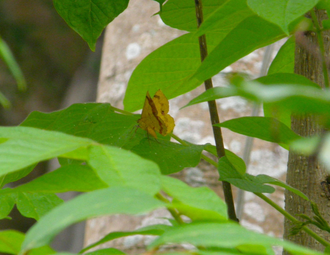 Erastria decrepitaria Garden in our hotel, near Cenote Ik Kil.  We saw this one both during the day and at night.<br />
<a href="https://www.naturalista.mx/taxa/472477-Erastria-decrepitaria" rel="nofollow">https://www.naturalista.mx/taxa/472477-Erastria-decrepitaria</a> Erastria decrepitaria,Geotagged,Mexico,Summer