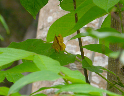 Erastria decrepitaria Garden in our hotel, near Cenote Ik Kil.  We saw this one both during the day and at night.
https://www.naturalista.mx/taxa/472477-Erastria-decrepitaria Erastria decrepitaria,Geotagged,Mexico,Summer