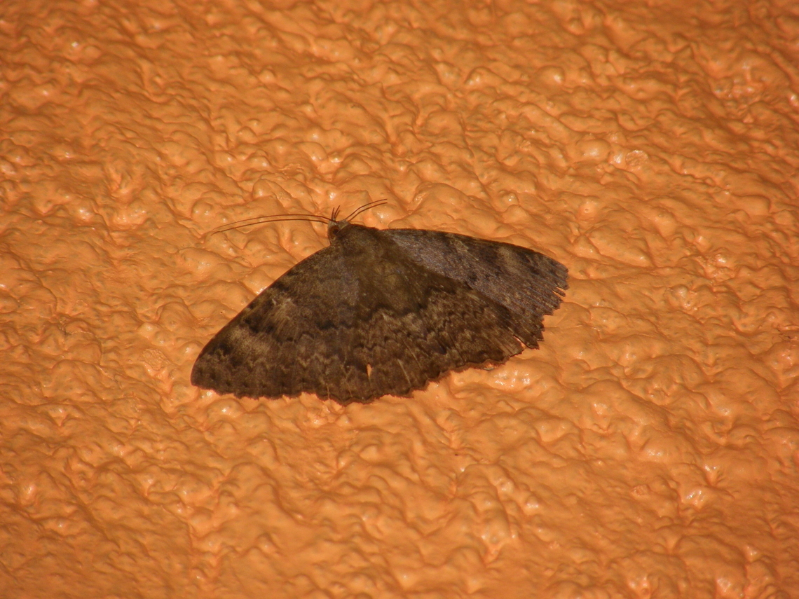 Latebraria amphipyroides Just outside of our cabin in our hotel, near Cenote Ik Kil, at night.<br />
<a href="https://www.naturalista.mx/taxa/203859-Latebraria-amphipyroides" rel="nofollow">https://www.naturalista.mx/taxa/203859-Latebraria-amphipyroides</a> Geotagged,Latebraria amphipyroides,Mexico,Summer